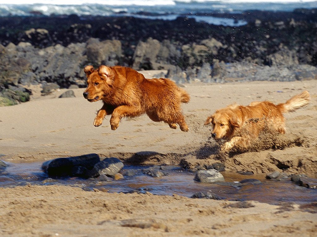 Follow the Leader